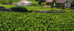 Bordeaux Vineyards