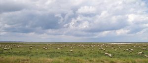 France Normandy Sheeps