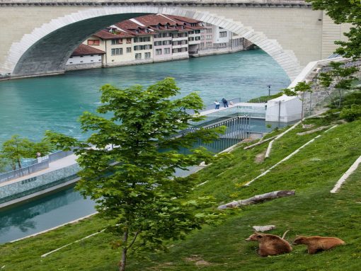 Switzerland Bern Bears