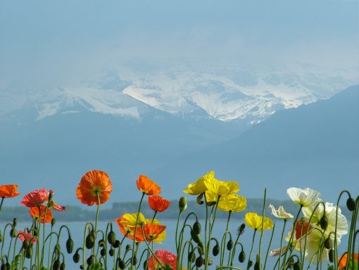 Swizterland Lake geneva Alps view