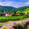 Alsace Wine Road 01