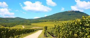 Alsace Wine Road 02