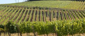 Duoro vineyard Portugal