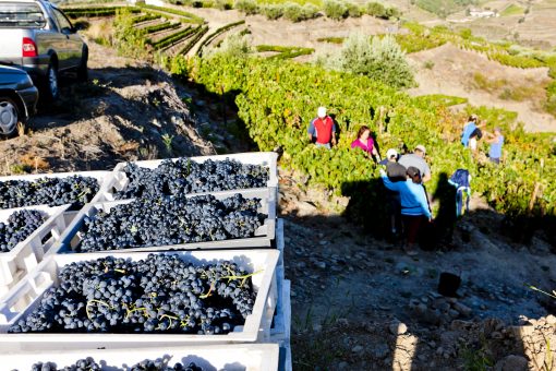 Wine Harvest Duoro Portugal